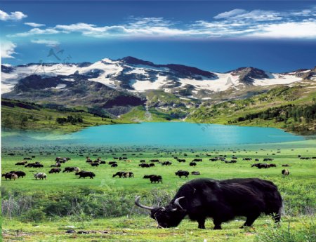 青藏牦牛肉海报