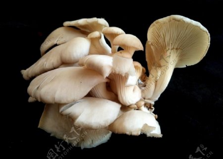 平菇蘑菇菌类火锅食材蔬