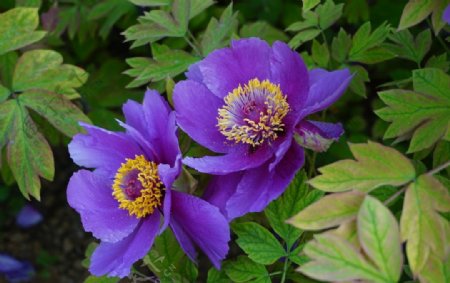 紫色牡丹