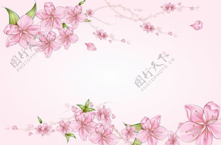 梅花海棠花粉色花朵