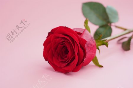 一支精美玫瑰花图案