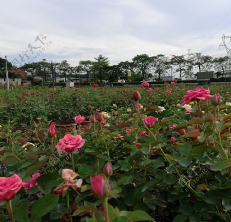 玫瑰花园风景图片