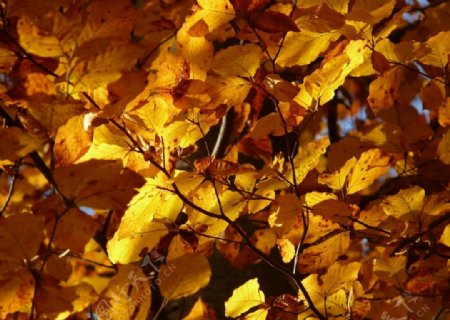 枯黄的树叶图片
