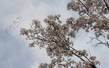 盛开的樱花二月的风图片