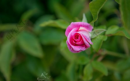 粉色玫瑰绿叶背景图片