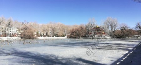 结冰的湖泊候鸟风景图片