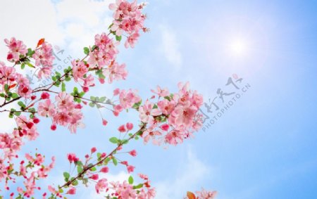 春天小清新海棠花图片