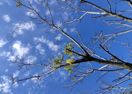 秋日里蓝天下的树枝图片