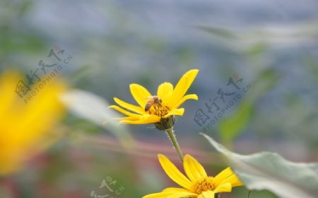 菊芋花蜜蜂采蜜图片