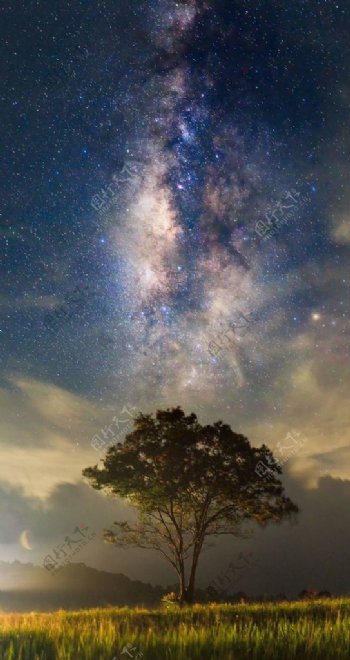 夜空星空大树图片