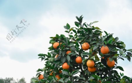树上的橙子图片