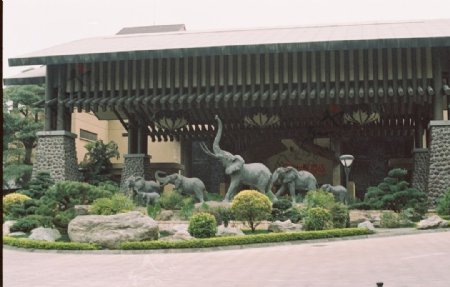 长隆酒店大象群图片