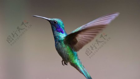 绿色紫色鸟雕像蜂鸟鸟图片