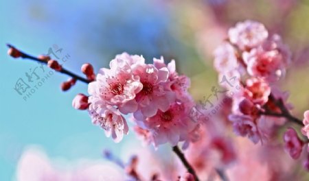春天的樱花花朵图片
