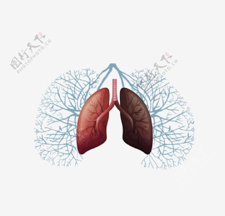 肺部插画图片