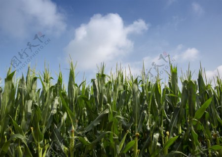 蓝天白云下的玉米地大图图片