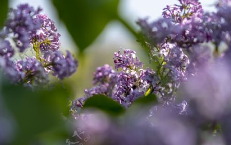 漂亮的紫丁香花图片