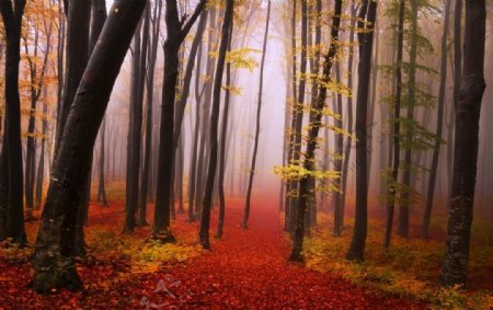 秋季森林图片