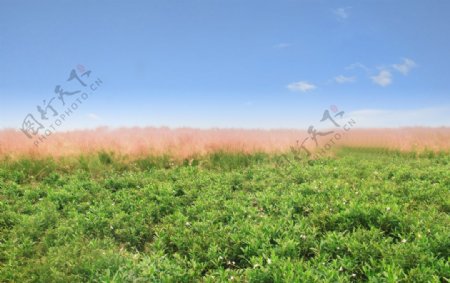 蓝天草丛风景图片