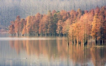 秋季森林自然风景背景海报素材图片