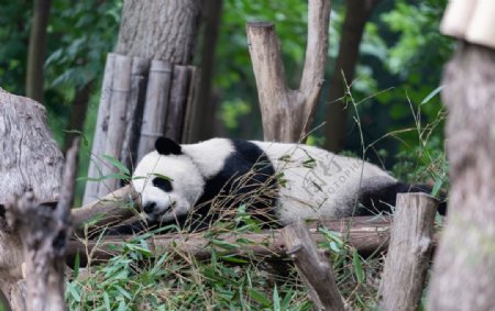 大熊猫吃竹子摄影图片