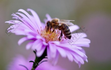 采蜜的蜜蜂圖片