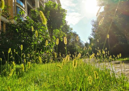 马尾草的夏天图片