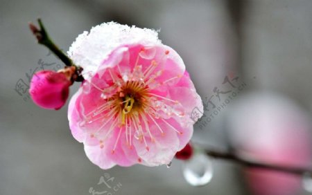 沐雪的桃花图片