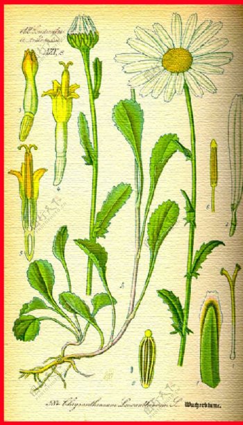 植物叶脉图片