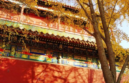 北京紫禁城故宫博物馆银杏图片