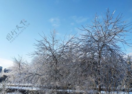 冻雨冰凝固时间雪树图片