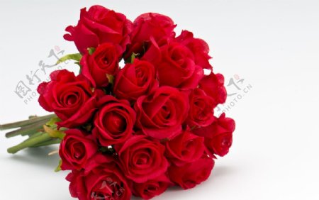 红色玫瑰花束高清拍摄素材图片