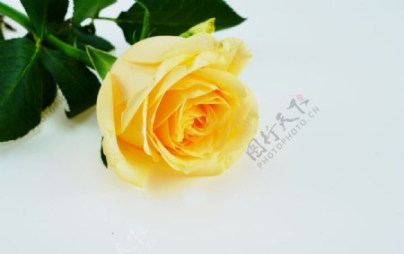 黄色玫瑰花摄影图图片