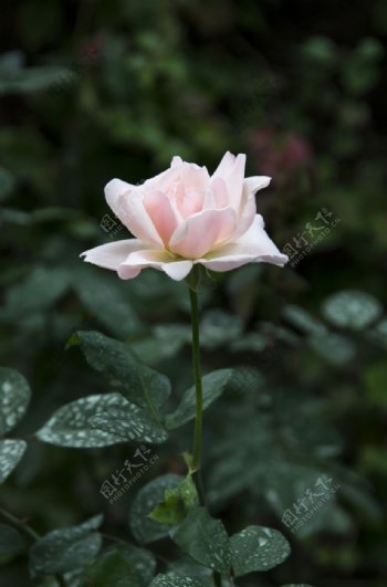 花卉摄影素材一朵白玫瑰图片