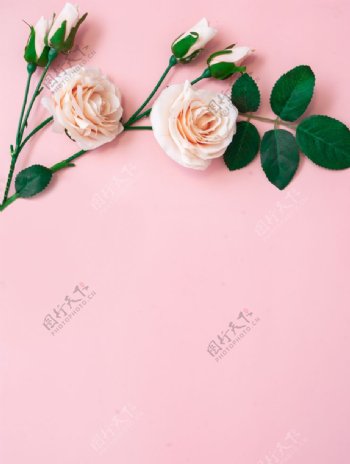 粉色底板上的玫瑰图片