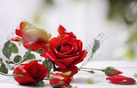 红玫瑰高清素材图片
