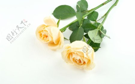 黃色玫瑰花花束拍攝素材圖片