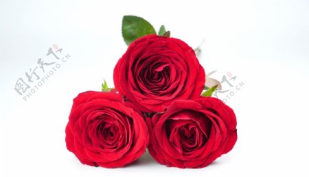 紅色美麗的玫瑰花攝影圖圖片