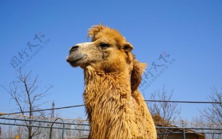 动物摄影骆驼特写图片