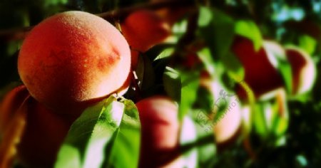 桃树上的桃子图片