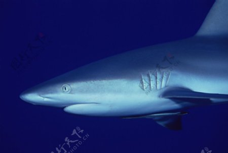 海底的鲨鱼图片