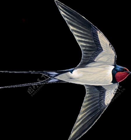 燕子素材鸟类模板PNG模版图片