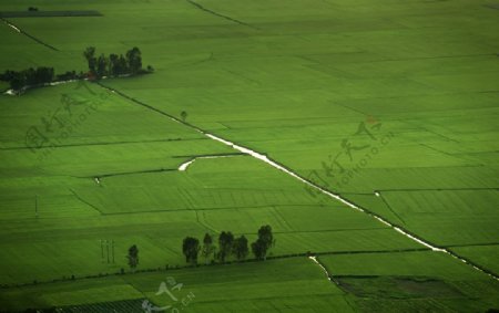 绿油油的农田风景图片