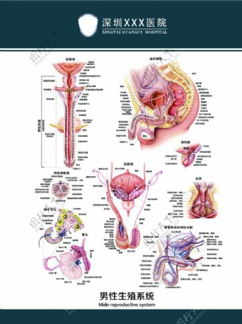 男性生殖系统挂图图片