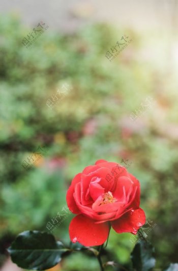 紅玫瑰花圖片