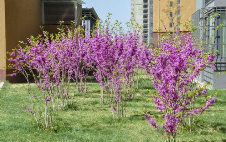 园林花灌木紫荆图片