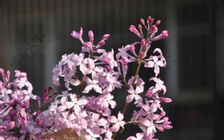 园林植物紫丁香的花枝图片