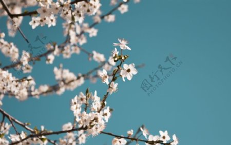 白色花朵树枝天空风景图片
