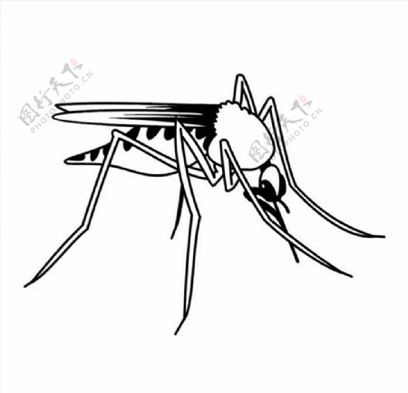 蚊子矢量图图片