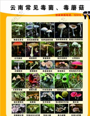 云南毒蘑菇图片